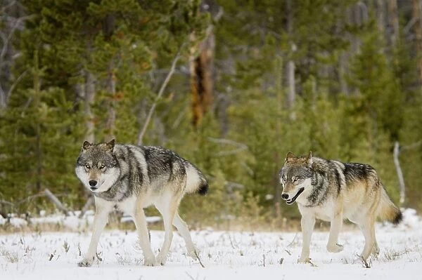 Wild Grey Wolves - in snow - Greater Yellowstone Area - Wyoming - USA _C3B7748