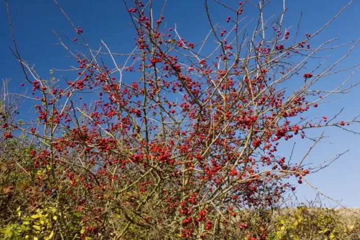 Framed Print : Wild hawthorn Crataegus monogyna in fruit - haws - in autumn. Romania Framed Print : Wild hawthorn Crataegus monogyna in fruit - haws - in autumn. Romania