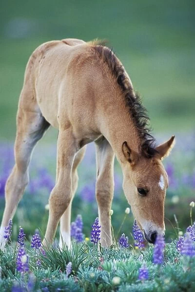 Wild Horse - Colt checking out wildflowers Montana, USA WH418