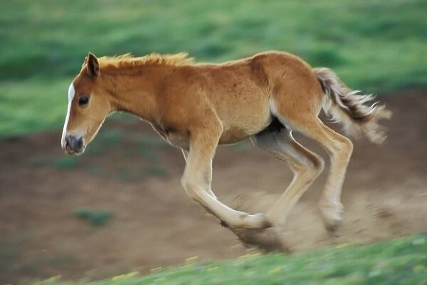 Wild Horse - Colt kicks up its heels and runs in mountain meadow Summer Western USA WH444