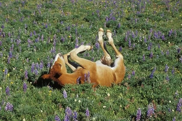 Wild Horse - Colt rolls among wildflowers in meadow Summer Western USA WH443