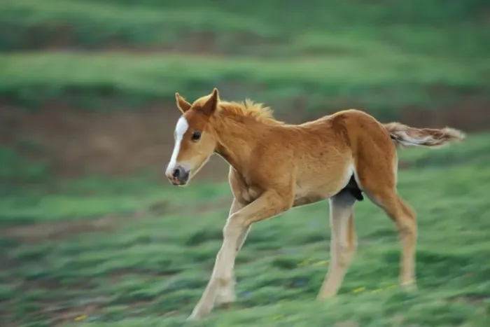 Framed Print : Wild Horse - Colt runs about in play in meadow Summer Pryor Mountains, Montana, USA WH445 Framed Print : Wild Horse - Colt runs about in play in meadow Summer Pryor Mountains, Montana, USA WH445