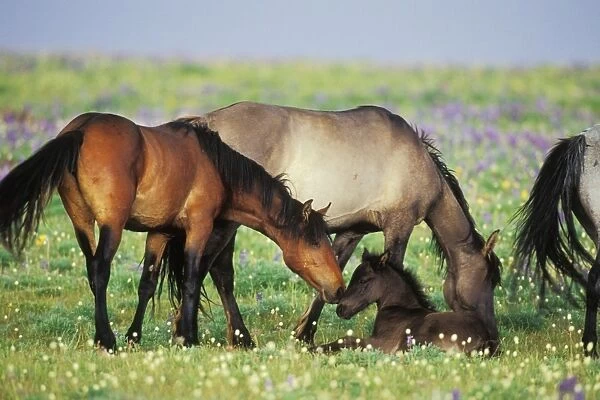Wild Horse - Herd (including young colt) in field of wildflowers Summer Western USA WH387