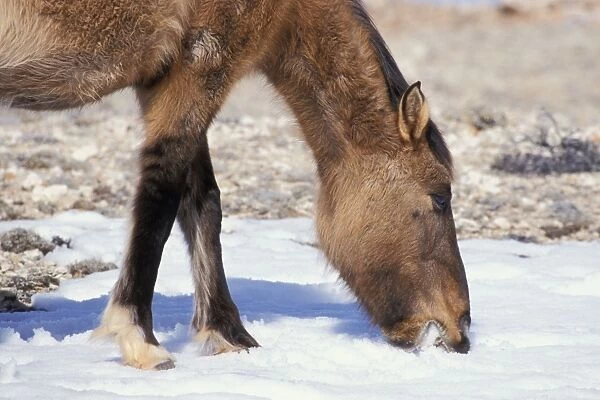 Wild Horse - Mare eats snow to get fluid (drink) Winter Desert area of Northcentral Wyoming, USA WH283