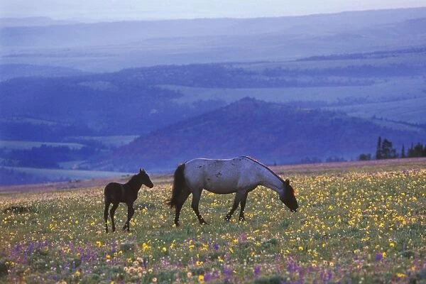Wild Horse - Mare with young colt feed among field of wildflowers, Summer Western USA WH410