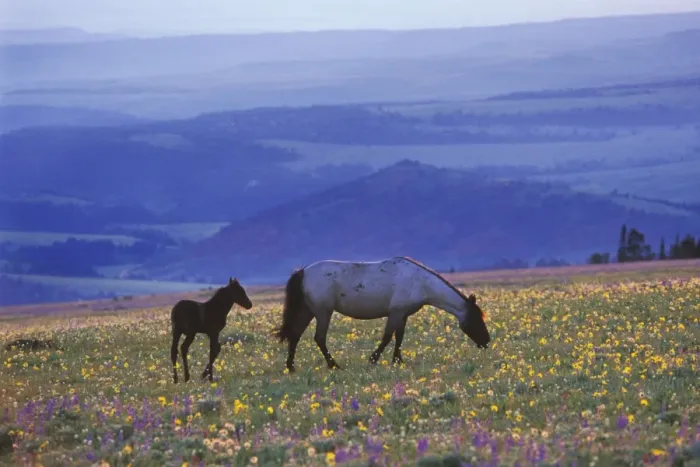 Framed Print : Wild Horse - Mare with young colt feed among field of wildflowers, Summer Western USA WH410 Framed Print : Wild Horse - Mare with young colt feed among field of wildflowers, Summer Western USA WH410