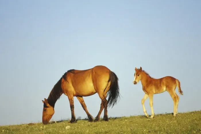 Framed Print : Wild Horse - Mare with young colt in field of wildflowers, Western USA WH428 Framed Print : Wild Horse - Mare with young colt in field of wildflowers, Western USA WH428