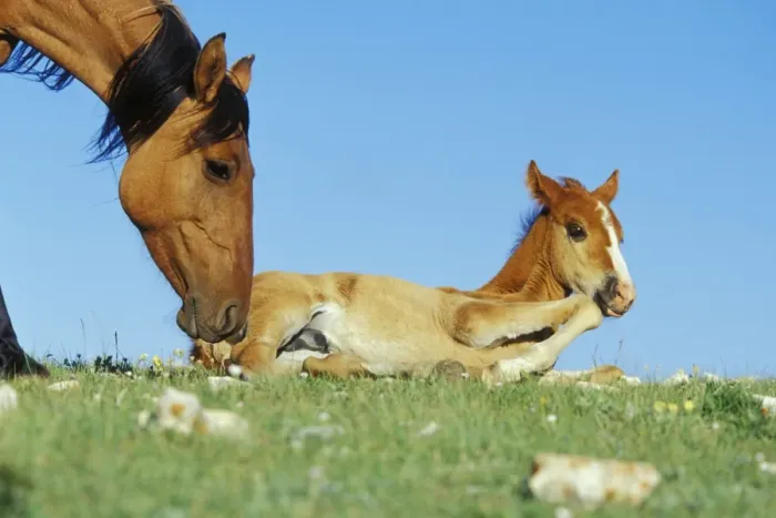 Framed Print : Wild Horse - Mare with young colt in field of wildflowers, Summer Western USA WH425 Framed Print : Wild Horse - Mare with young colt in field of wildflowers, Summer Western USA WH425