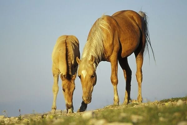 Wild Horse - Mare with young colt in field of wildflowers, Summer Western USA WH412