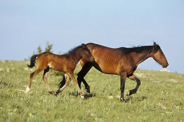 Wild Horse - Mare with young colt in field of wildflowers, Summer Western USA WH363