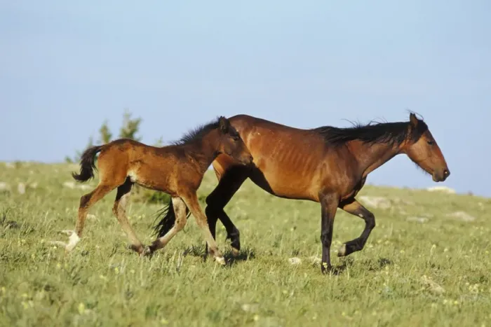 Framed Print : Wild Horse - Mare with young colt in field of wildflowers, Summer Western USA WH363 Framed Print : Wild Horse - Mare with young colt in field of wildflowers, Summer Western USA WH363