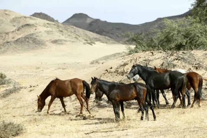 Framed Print : Wild Horse Namibia Framed Print : Wild Horse Namibia