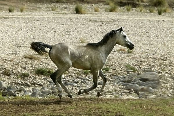 Wild Horse. Namibia