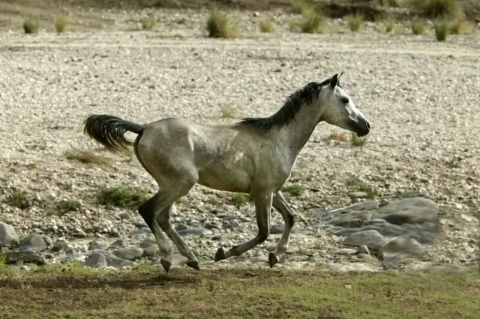 Framed Print : Wild Horse. Namibia Framed Print : Wild Horse. Namibia