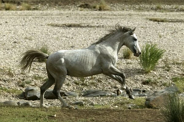 Wild Horse. Namibia Equus sp