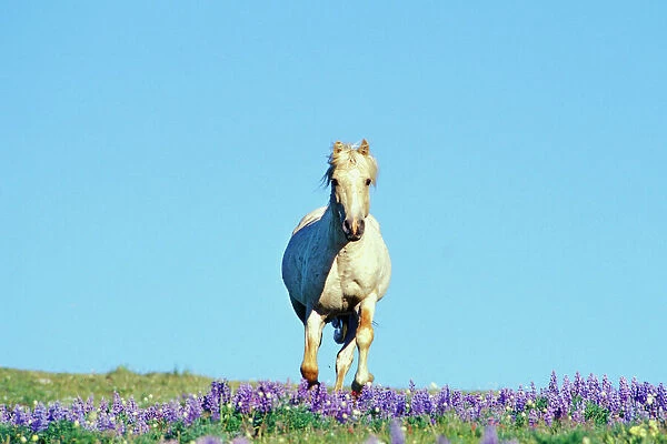 Wild Horse - Stallion (named Cloud) gallups through wildflowers (mostly lupine) Summer Pryor Mountains, Montana, USA WH413