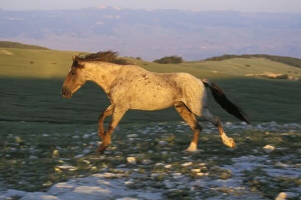 Wild Horse - Stallion running across high mountain meadow Summer Pryor Mountains, Montana, USA WH329