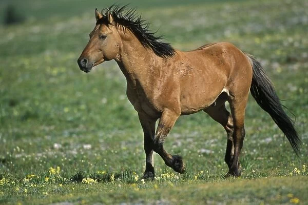 Wild Horse - stallion running across high mountain meadow Summer Pryor Mountains, Montana, USA WH437