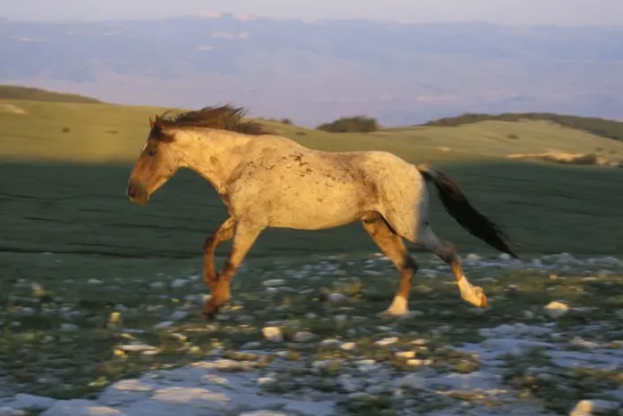 Framed Print : Wild Horse - Stallion running across high mountain meadow Summer Pryor Mountains, Montana, USA WH329 Framed Print : Wild Horse - Stallion running across high mountain meadow Summer Pryor Mountains, Montana, USA WH329