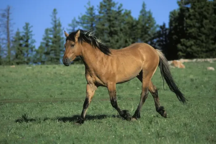 Framed Print : Wild Horse - Stallion Summer Western USA WH190 Framed Print : Wild Horse - Stallion Summer Western USA WH190