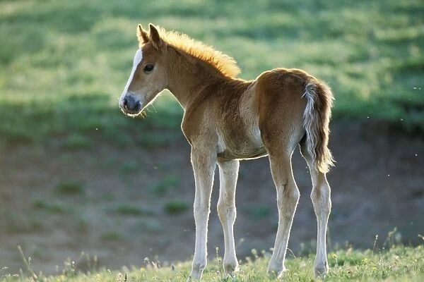 Wild Horse - Young colt Summer Western USA WH447