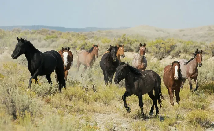 Framed Print : Wild horses approaching waterhole Date: 23-09-2020 Framed Print : Wild horses approaching waterhole Date: 23-09-2020