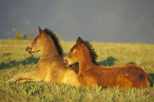 Wild Horses - Two colts rest for a moment in field of wildflowers Summer Montana, USA WH183