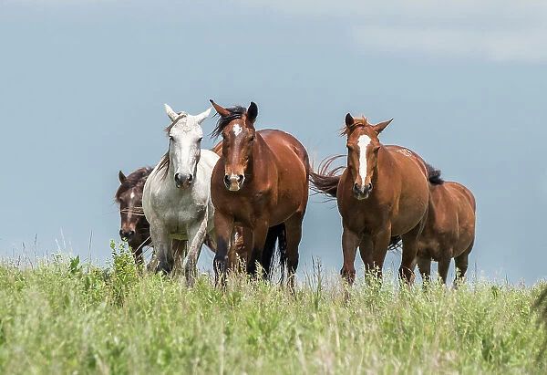 Wild horses in the Kansas Flint Hills Date: 11-08-2015