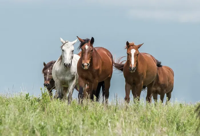 Framed Print : Wild horses in the Kansas Flint Hills Date: 11-08-2015