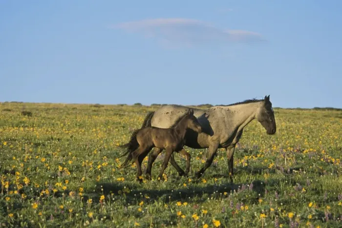 Framed Print : Wild Horses - Mare with young colt in field of wildflowers Summer Pyror Mountains, Montana, USA WH454 Framed Print : Wild Horses - Mare with young colt in field of wildflowers Summer Pyror Mountains, Montana, USA WH454