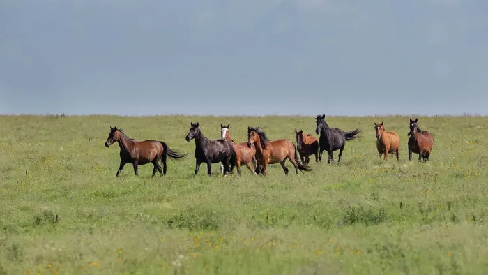 Framed Print : Wild horses running in the Flint Hills Date: 06-07-2020 Framed Print : Wild horses running in the Flint Hills Date: 06-07-2020