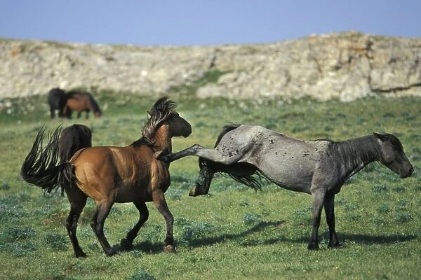 Wild Horses - Two stallions fight over dominance. Kicking and biting are two common method used in these displays. Summer Western USA WH166