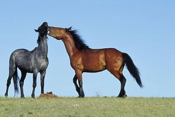 Wild Horses - Two young stallions exhibit dominance behavior Western USA WH161