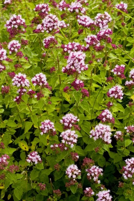 Framed Print : Wild Marjoram - wild herb, on calcareous soils, Dorset Framed Print : Wild Marjoram - wild herb, on calcareous soils, Dorset
