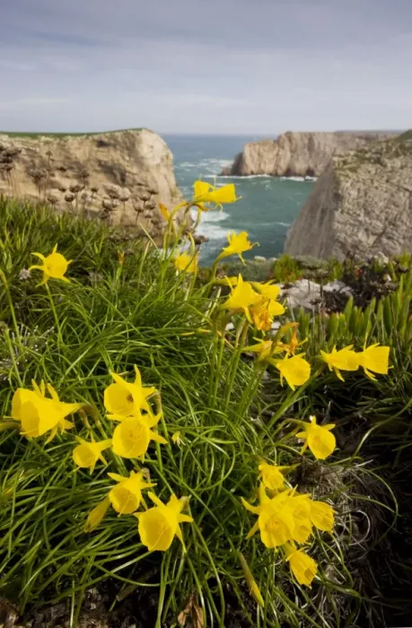 Framed Print : Wild narcissi (in N. bulbocodium group), at Cape St. Vincent, Algarve, Portugal
