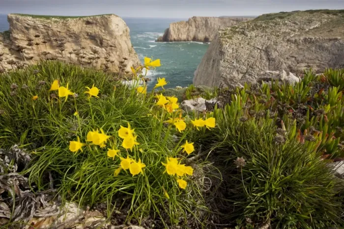 Framed Print : Wild Narcissi - (in N. bulbocodium group), at Cape St. Vincent, Algarve, Portugal Framed Print : Wild Narcissi - (in N. bulbocodium group), at Cape St. Vincent, Algarve, Portugal