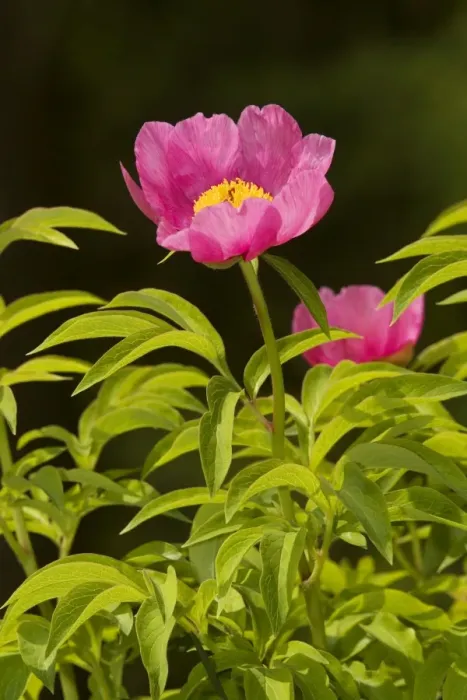 Framed Print : A wild Paeony (Paeonia officinalis), Julian Alps