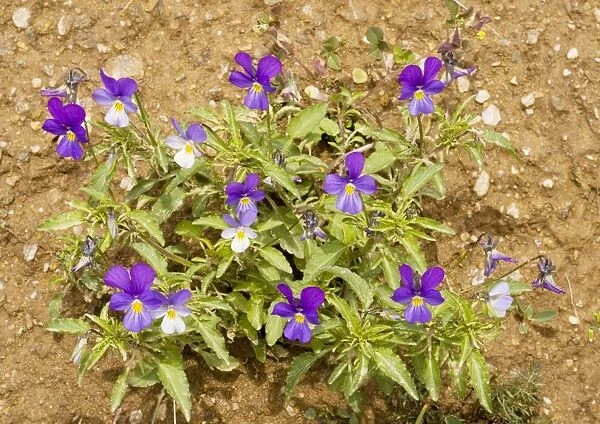 Wild Pansy - attractive colour form
