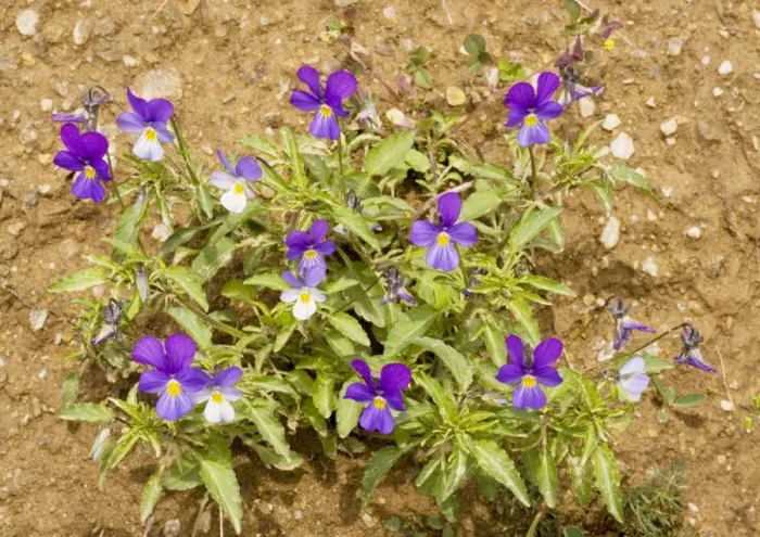 Framed Print : Wild Pansy - attractive colour form Framed Print : Wild Pansy - attractive colour form
