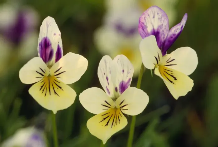 Framed Print : Wild Pansy Flowers Framed Print : Wild Pansy Flowers
