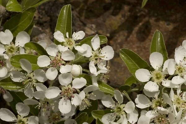 Wild pear blossom, Pyrus communis. Europe