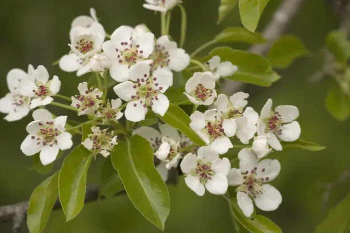 Framed Print : Wild pear in flower (Pyrus communis). V. rare in UK Framed Print : Wild pear in flower (Pyrus communis). V. rare in UK