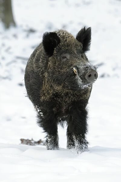 Wild Pig - boar in snow covered forest - Hessen - Germany