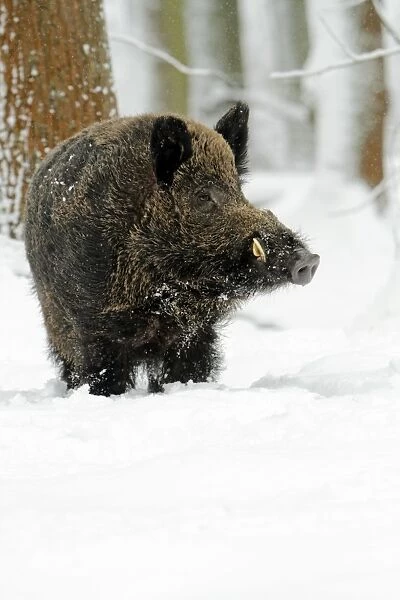 Wild Pig - boar in snow covered forest - Hessen - Germany