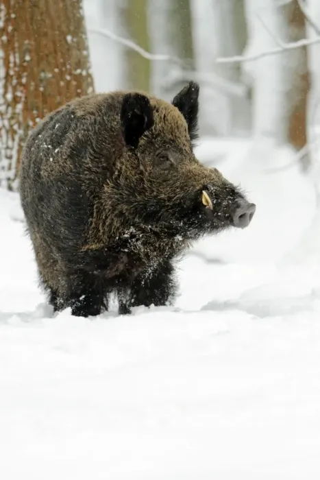 Framed Print : Wild Pig - boar in snow covered forest - Hessen - Germany Framed Print : Wild Pig - boar in snow covered forest - Hessen - Germany