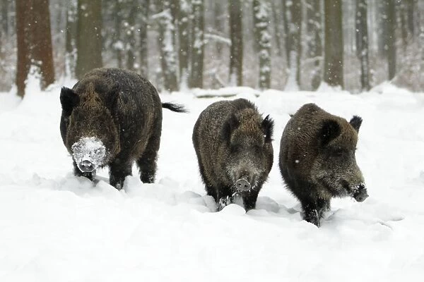 Wild Pig - boar and two sows in snow covered forest - Hessen - Germany