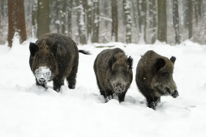 Framed Print : Wild Pig - boar and two sows in snow covered forest - Hessen - Germany Framed Print : Wild Pig - boar and two sows in snow covered forest - Hessen - Germany