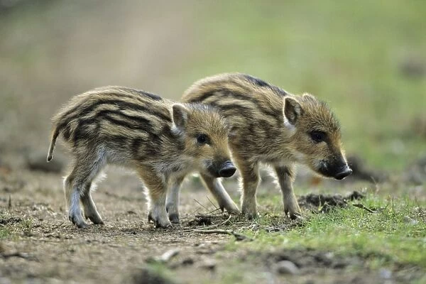 Wild Pig - two piglets on forest track Hessen, Germany