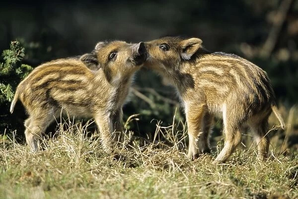Wild Pig - piglets playing in forest glade Hessen, Germany