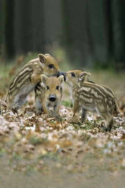 Wild Pig - piglets playing in forest glade Hessen, Germany